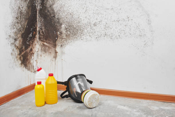 Professional Mold Remediation in Fords Prairie, WA