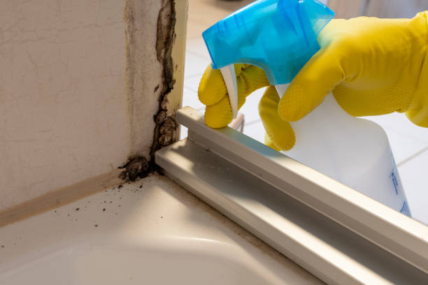 Best Commercial Mold Remediation in Fords Prairie, WA