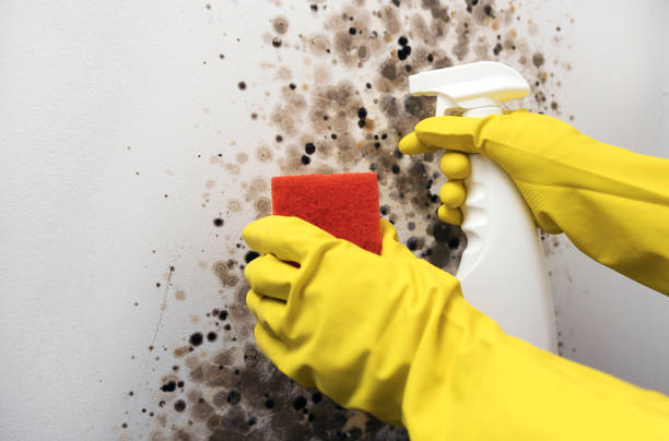 Best Industrial Mold Remediation in Fords Prairie, WA