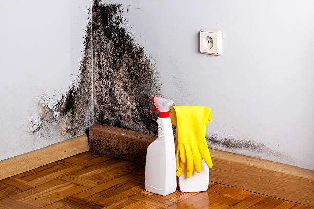 Professional Mold Remediation in Fords Prairie, WA