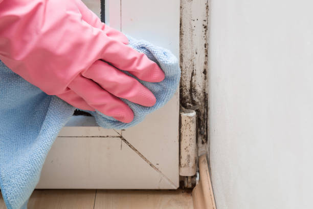 Best Basement Mold Remediation in Fords Prairie, WA